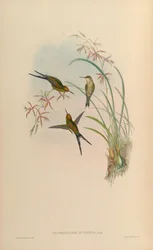 Chlorostilbon auriceps